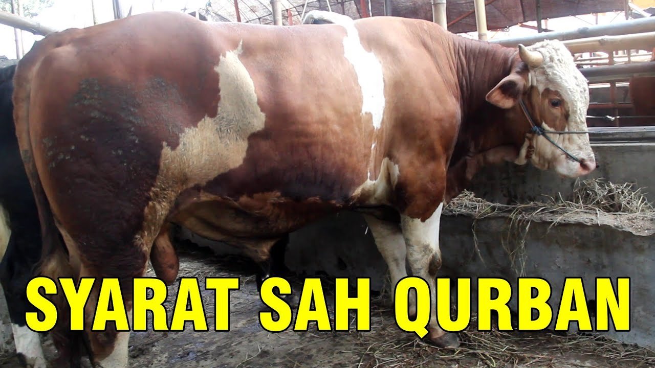 
                                 Syarat-Sah-Sapi-Qurban-Sebelum-Wabah-PMK